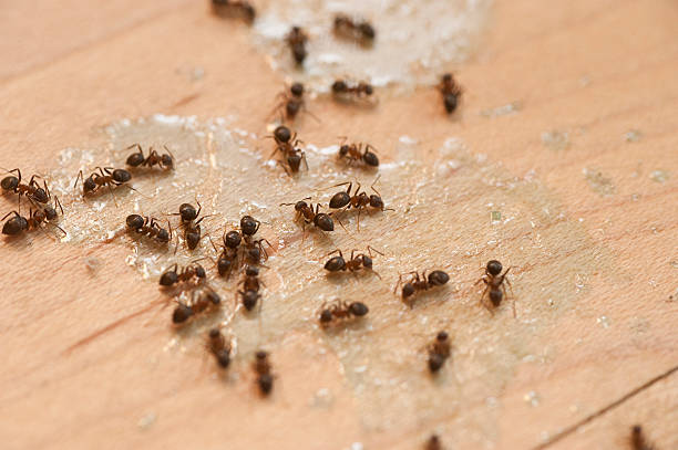Best Best Pest Control Companies  in Moundridge, KS